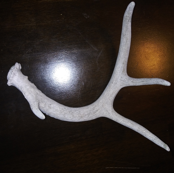 Deer Antler Bleached - Picture 2 of 3